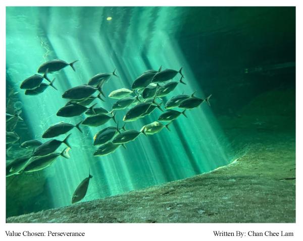 Animal Photo Poetry Creative Challenge