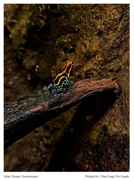 Animal Photo Poetry Creative Challenge